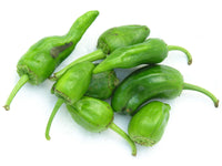Padron Green Pepper Plants Growing in Garden