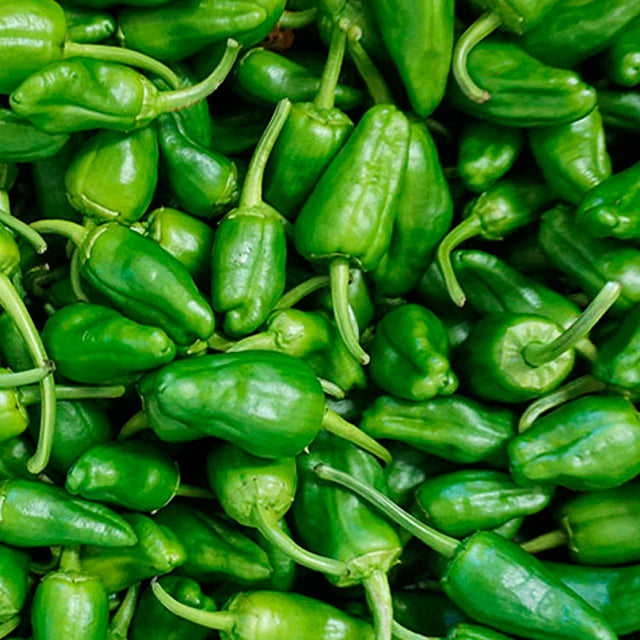 Padron Pepper Vegetable Seeds for Planting