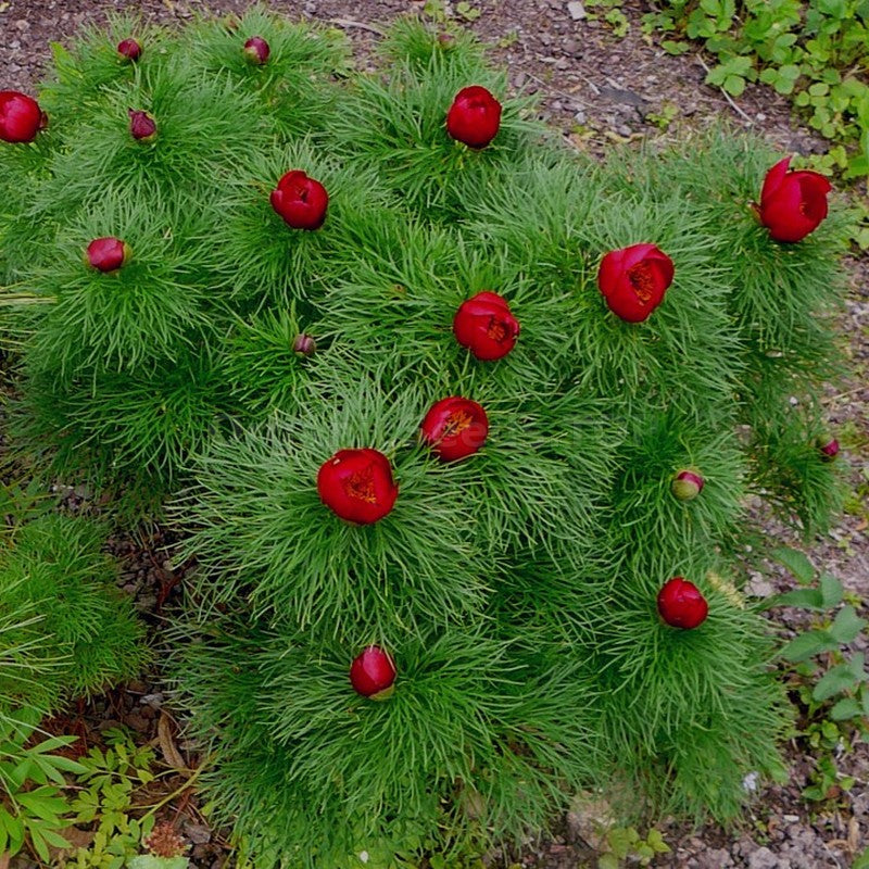 Heirloom Fernleaf Peony seeds for growing ornamental spring flowers.