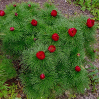 Heirloom Fernleaf Peony seeds for growing ornamental spring flowers.
