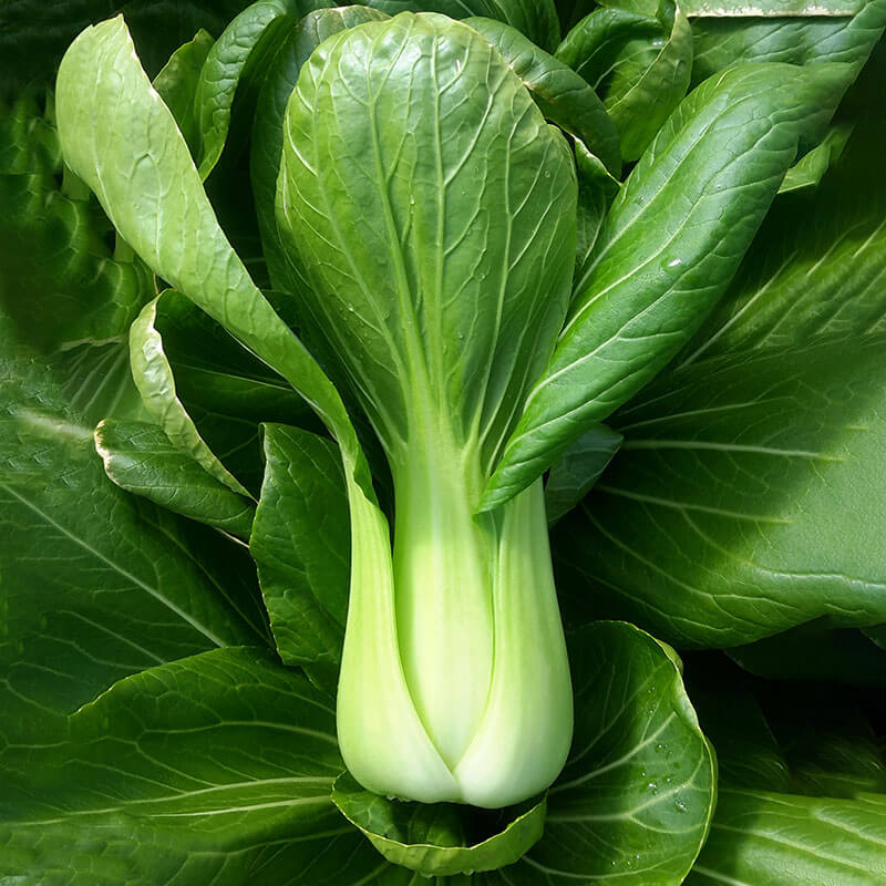 Fresh Pak Choi growing from vegetable seeds in a garden bed