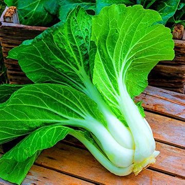 Pak Choi seeds for planting in home vegetable gardens