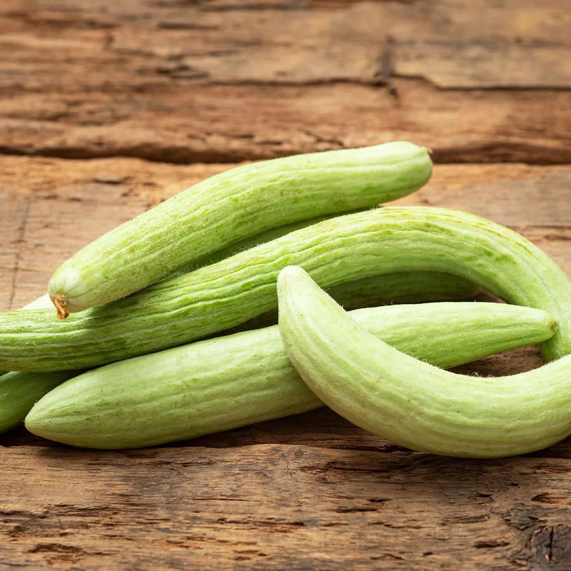 Pale Green Armenian Yard Long Cucumbers in Garden