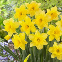 Pale Yellow Daffodil Seeds for Easy Planting