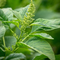 Palmer's Amaranth leafy green herb growing in a garden
