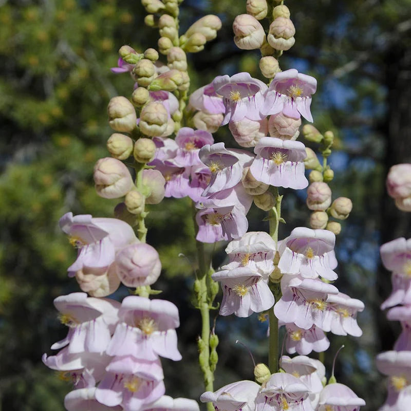 Pink Palmer's Penstemon Flower seeds for Planting - Garden Favorite, Heirloom & GMO Free Seeds for Home Garden
