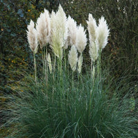 Pampas Grass Seed Mix for Planting