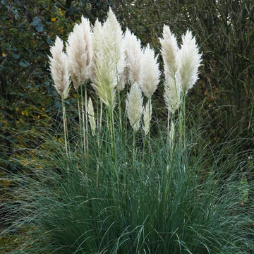 Pampas Grass Seed Mix for Planting