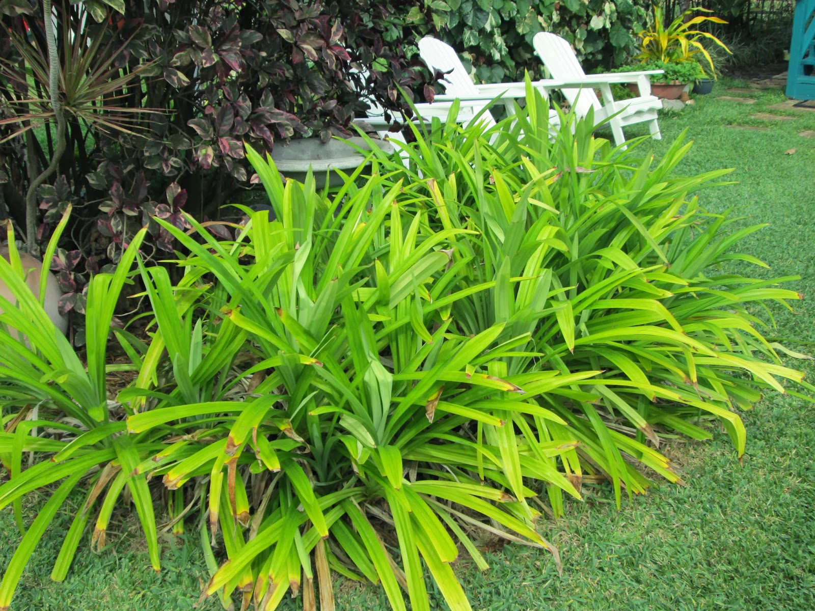 Pandan seeds for growing tropical herb plants in home gardens and patios.
