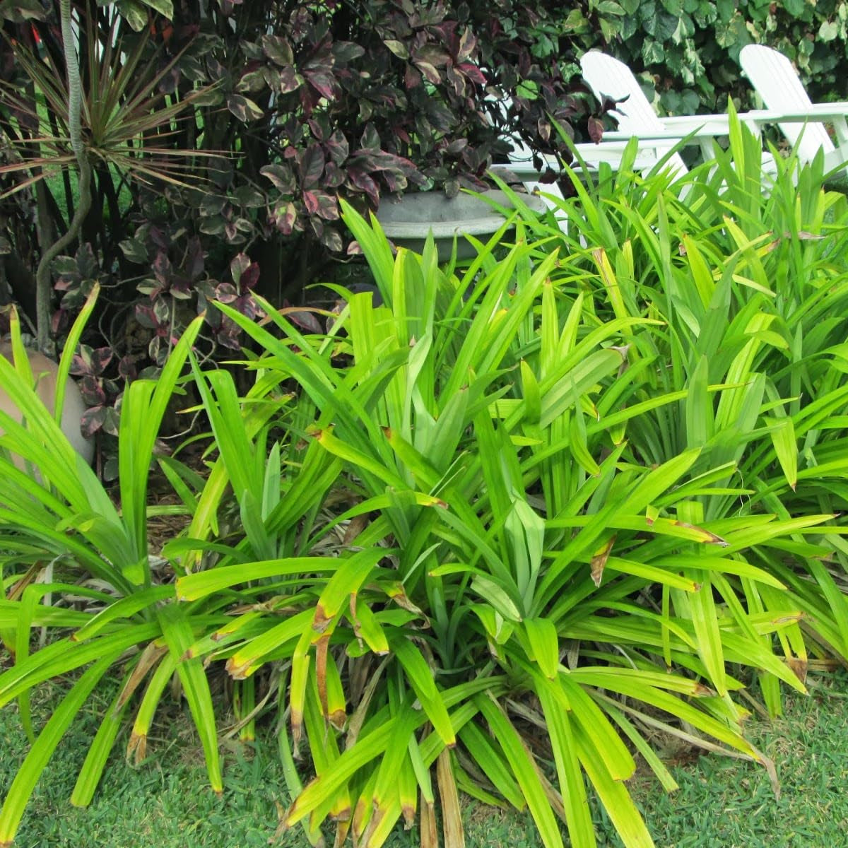 Pandan herb seeds suitable for kitchen gardens, patios, and raised beds.