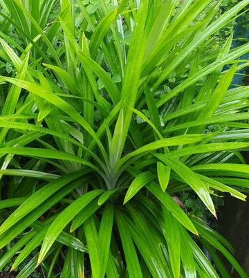 Pandan plant seeds for planting in home gardens and containers.