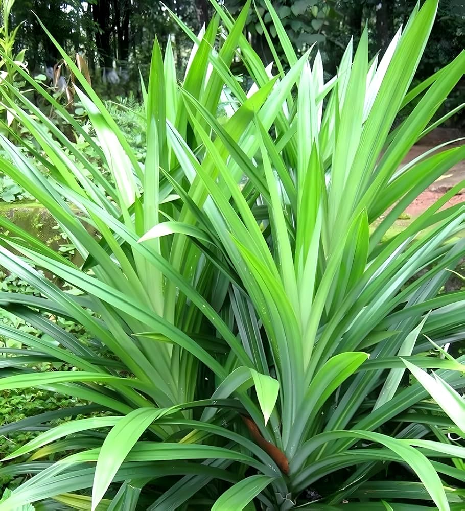 Pandanus amaryllifolius herb seeds suitable for kitchen gardens and raised beds.