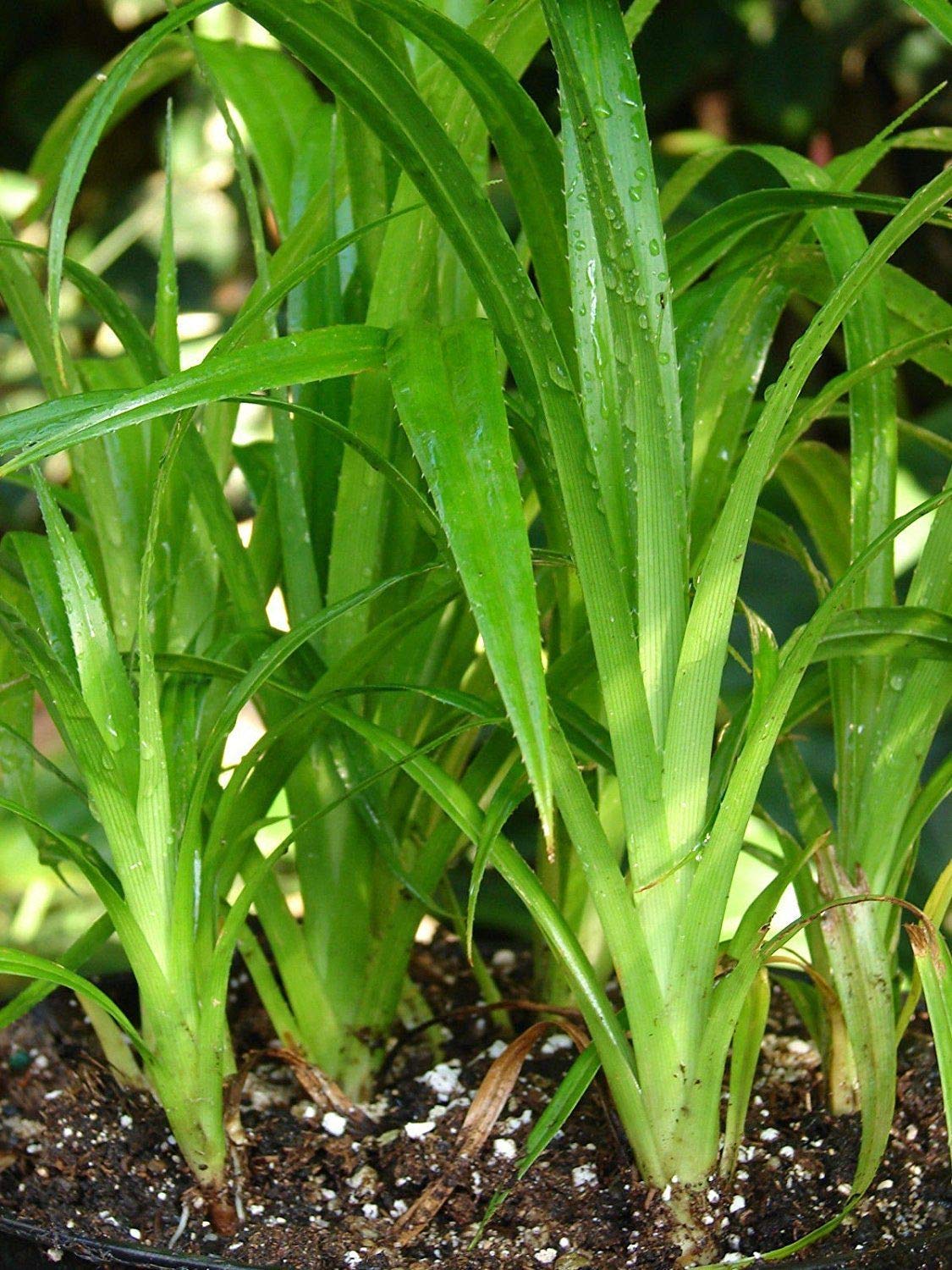 Pandan (Pandanus amaryllifolius) seeds for planting in home gardens and containers.