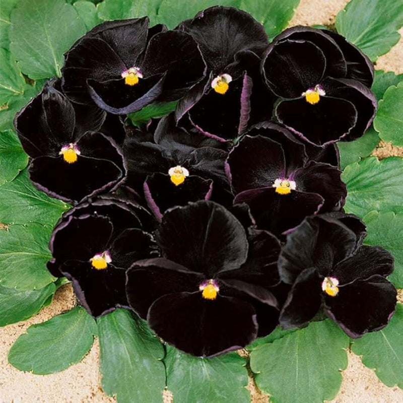 Black Pansy Flower Seeds Collection for Easy Planting