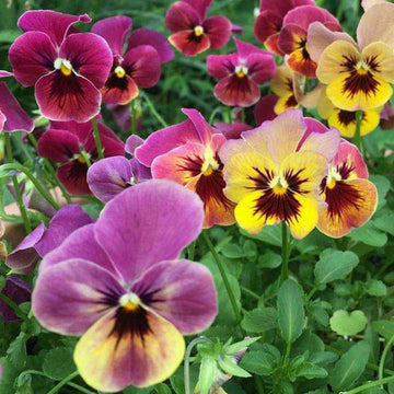Mixed Colors Pansy Flower seeds for Planting - Sun Loving, Heirloom & GMO Free Seeds for Home Garden