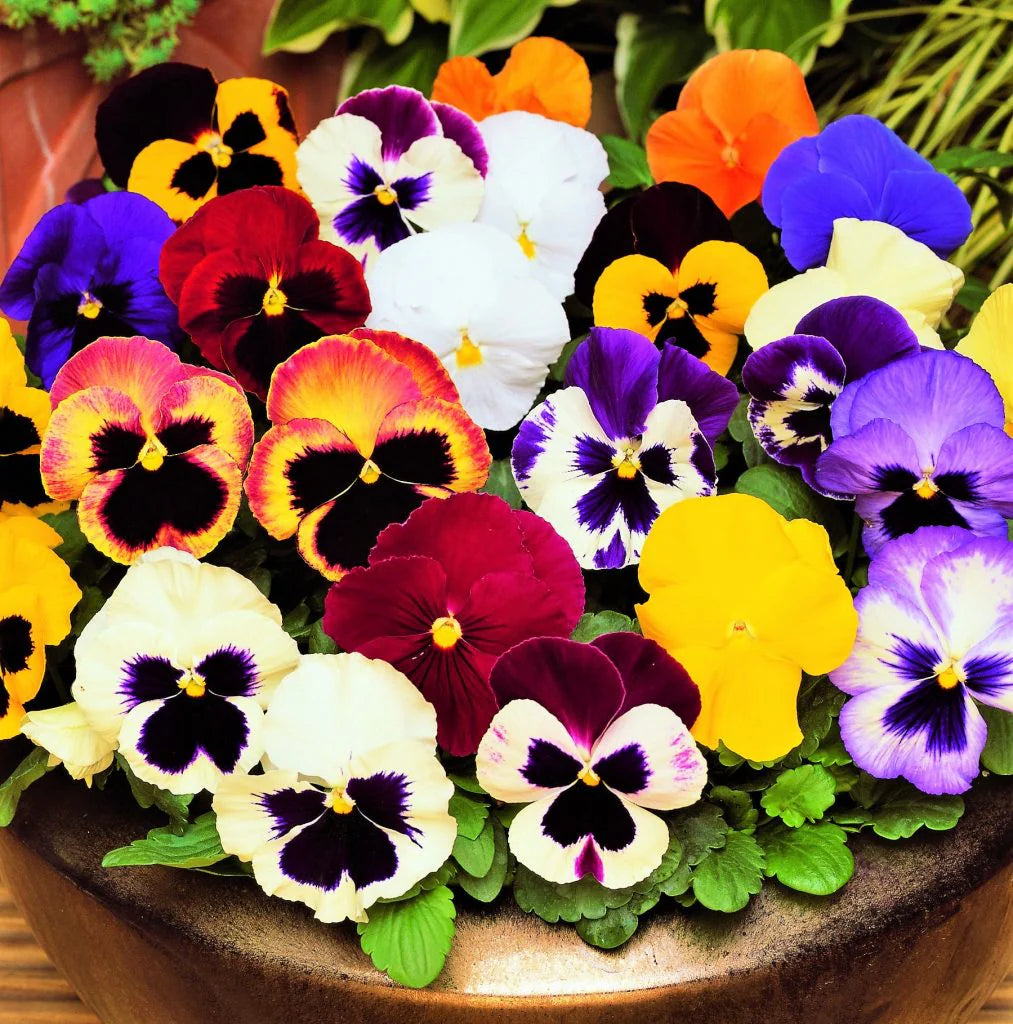 Pansy Giant Ruby Seeds for Planting Garden Borders Cool Season Blooms