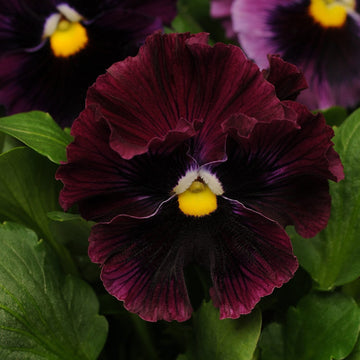 Burgundy Pansy Flower seeds for Planting - Perfect for Borders, Heirloom & GMO Free Seeds for Home Garden
 
 Sale for planting in home garden