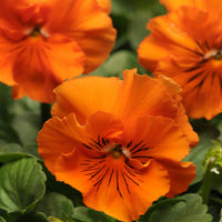 Wittrockiana Flower seeds for Planting Sun Loving Heirloom & GMO Free Seeds for Home Garden 
 
 Sale
