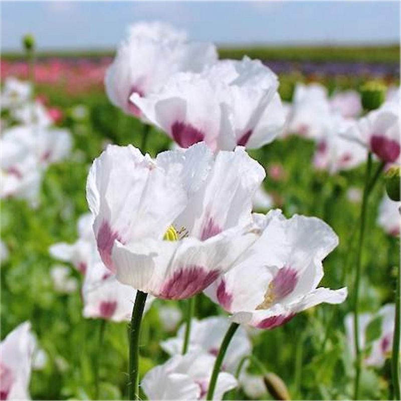 Papaver Maanzaad flower seeds for planting in home gardens and flower beds.