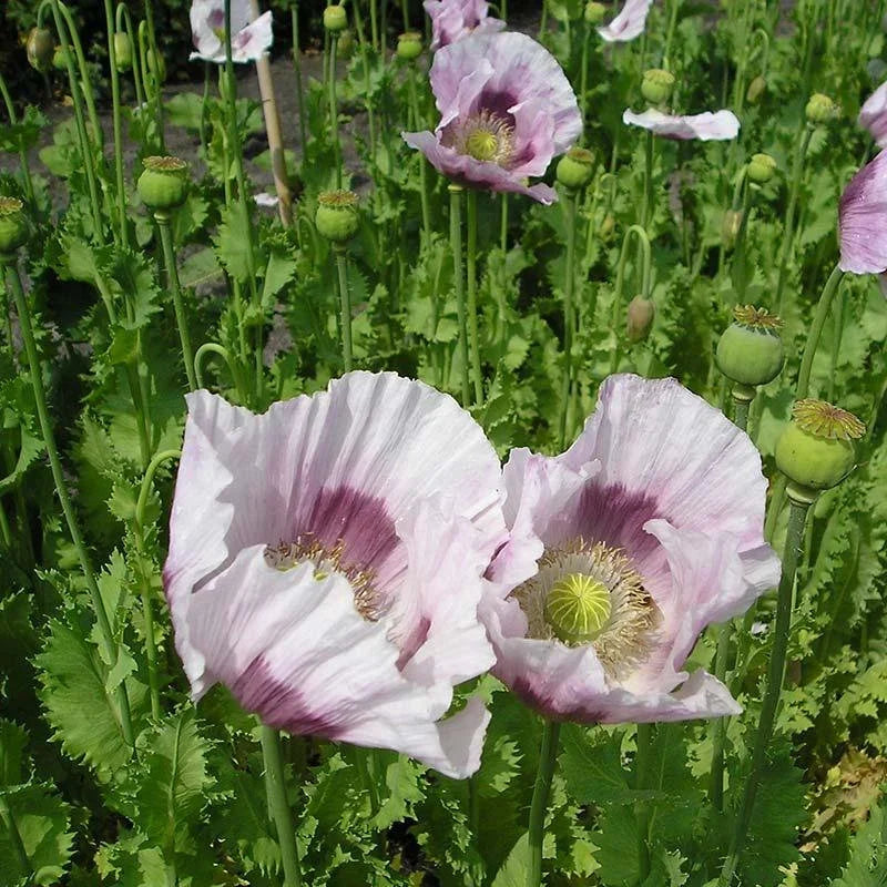 Papaver Maanzaad ornamental flowers growing in a cottage garden landscape.