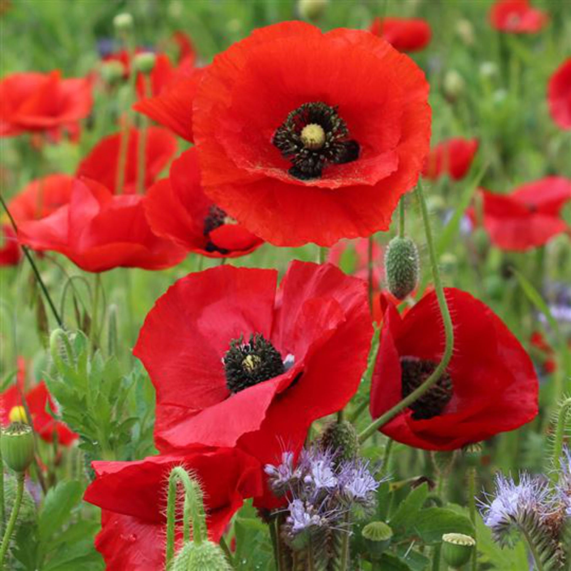 Papaver Rhoeas Red Common Field Poppy wildflower seeds for colorful meadow gardens