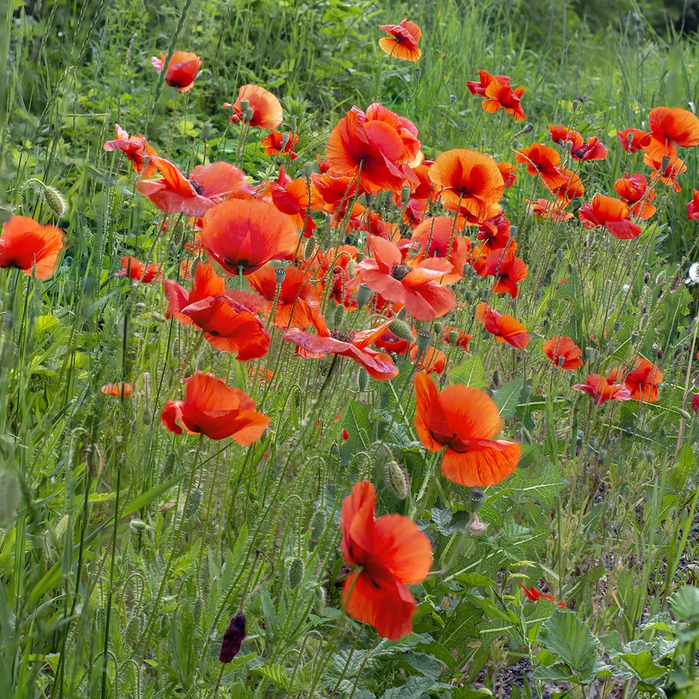 Red Papaver Rhoeas poppy blooms suitable for borders, meadows, and outdoor gardens