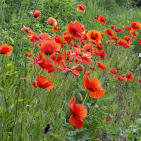 Red Papaver Rhoeas poppy blooms suitable for borders, meadows, and outdoor gardens