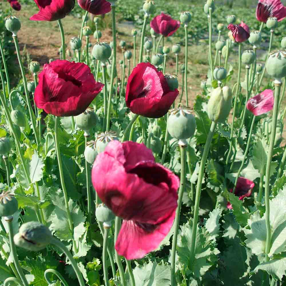 Papaver somniferum 'Hens and Chickens' flower seeds for planting in home gardens.
