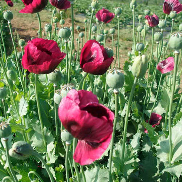 Papaver somniferum 'Hens and Chickens' flower seeds for planting in home gardens.