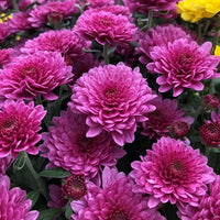 Chrysanthemum Flower seeds for Planting Fragrant Blossoms Heirloom & GMO Free Seeds for Home Garden 
 
 Sale