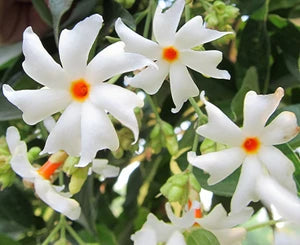 Coral Jasmine Flower Planting Seeds for Vibrant Garden Blooms