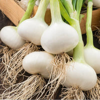 Paris Silver Skin onion seeds for planting in home vegetable gardens