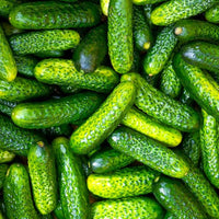 Small crisp cucumbers grown from Parisian Pickle seeds
