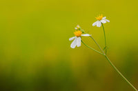 Spanish Needles Flower seeds for Planting Easy to Grow Heirloom & GMO Free Seeds for Home Garden