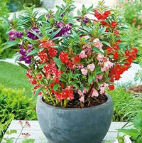 Mixed Camellia Flower seeds for Planting Cottage Garden Essential Heirloom & GMO Free Seeds for Home Garden