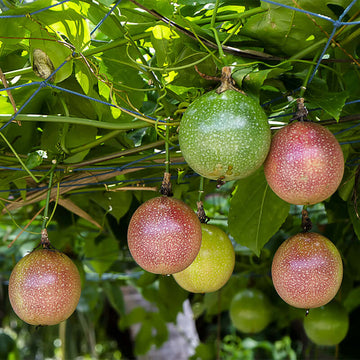 Passiflora incarnata seeds for planting exotic passion flower vines
