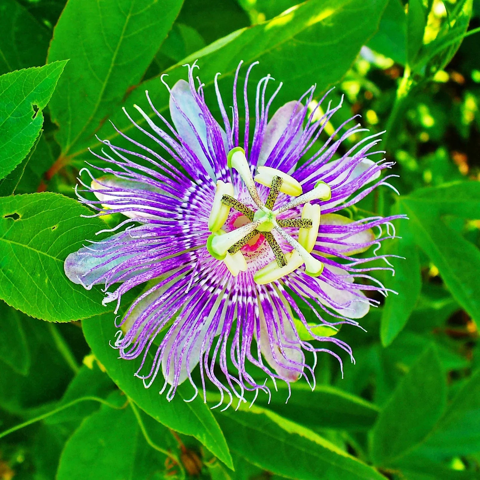 Purple Passionflower Seeds – Exotic Climbing Flowers for Garden Growing