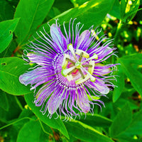 Purple Passionflower Seeds – Exotic Climbing Flowers for Garden Growing
