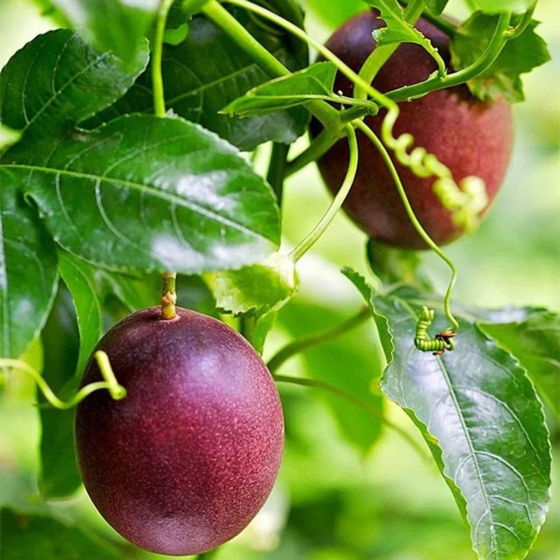 Passion Fruit Seeds Passiflora edulis Tropical Vine for Home Garden