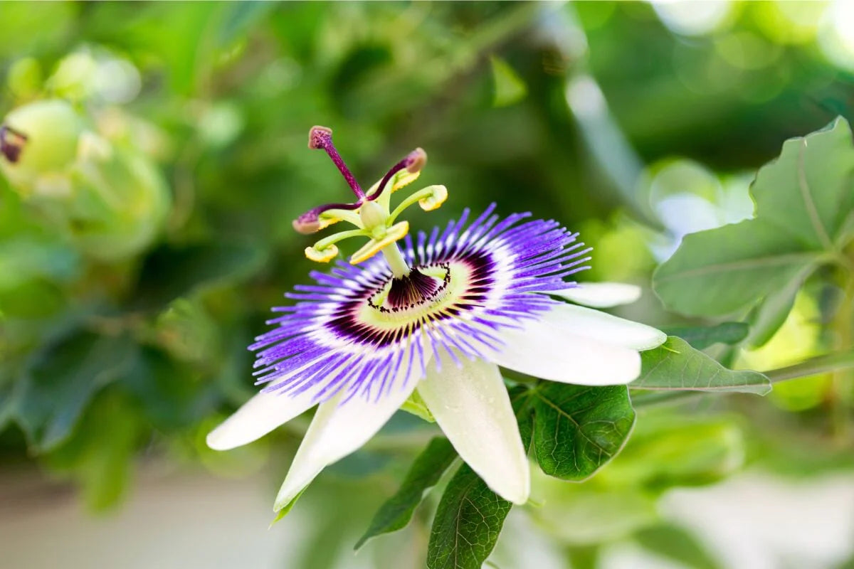 Passiflora Passiflora spp Mixed Flower Seeds for Planting in Flower Bed