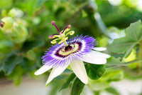 Passiflora Passiflora spp Mixed Flower Seeds for Planting in Flower Bed