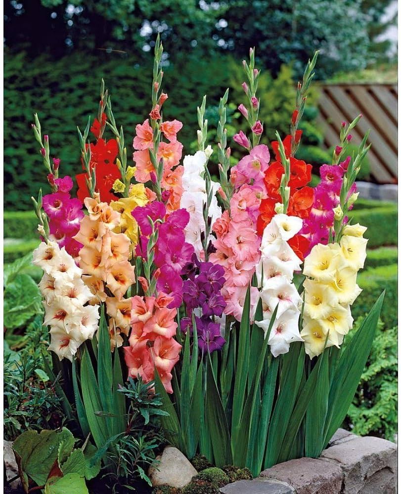 Soft pastel Gladiolus flowers blooming in a garden bed.