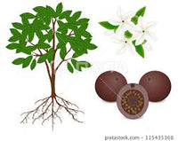 Step-by-Step Guide for Planting Patinoi BoRoJoa Seeds in Your Garden
