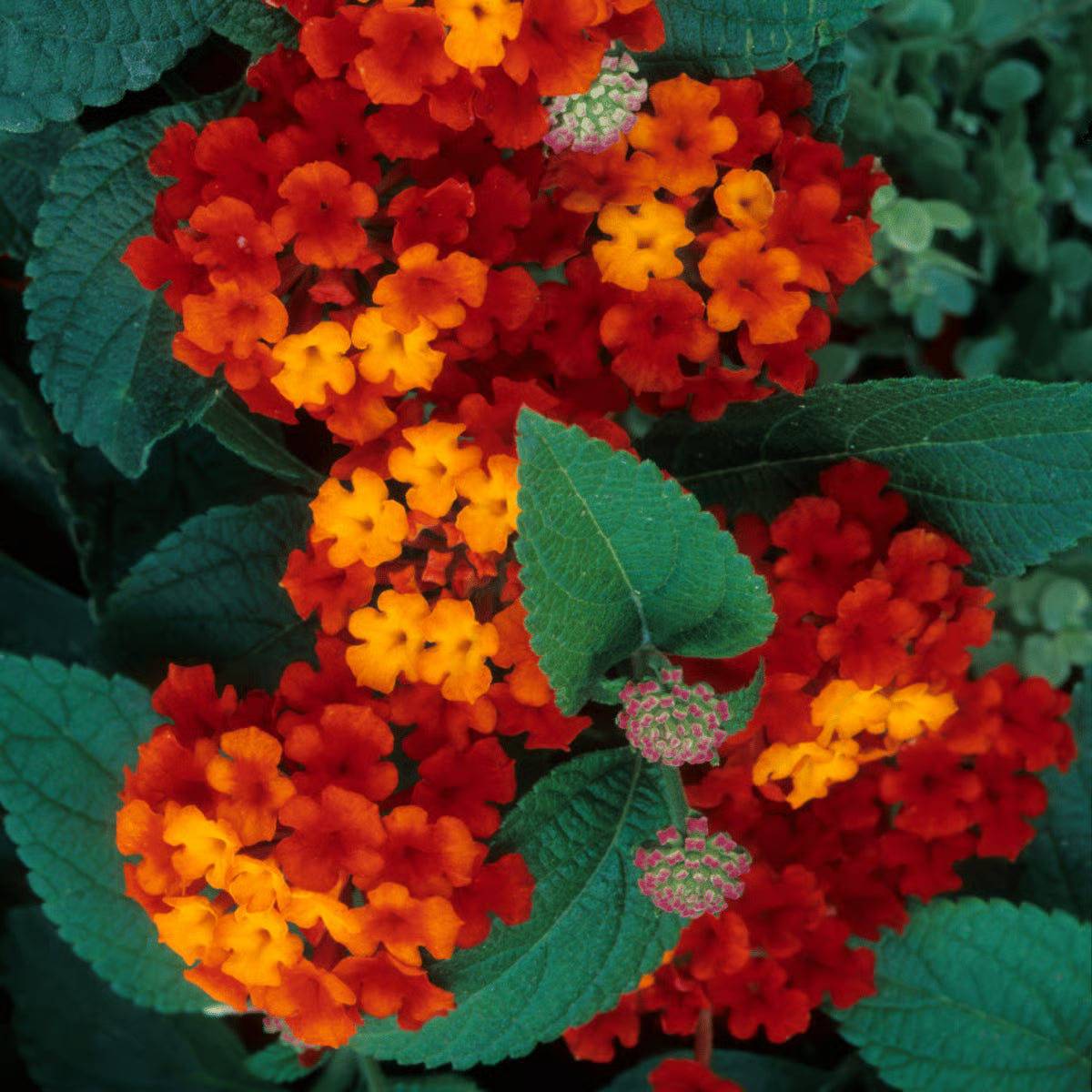 Orange Lantana Flower Seeds for Planting Colorful Display Heirloom & GMO Free Seeds for Home Garden
 
 Sale