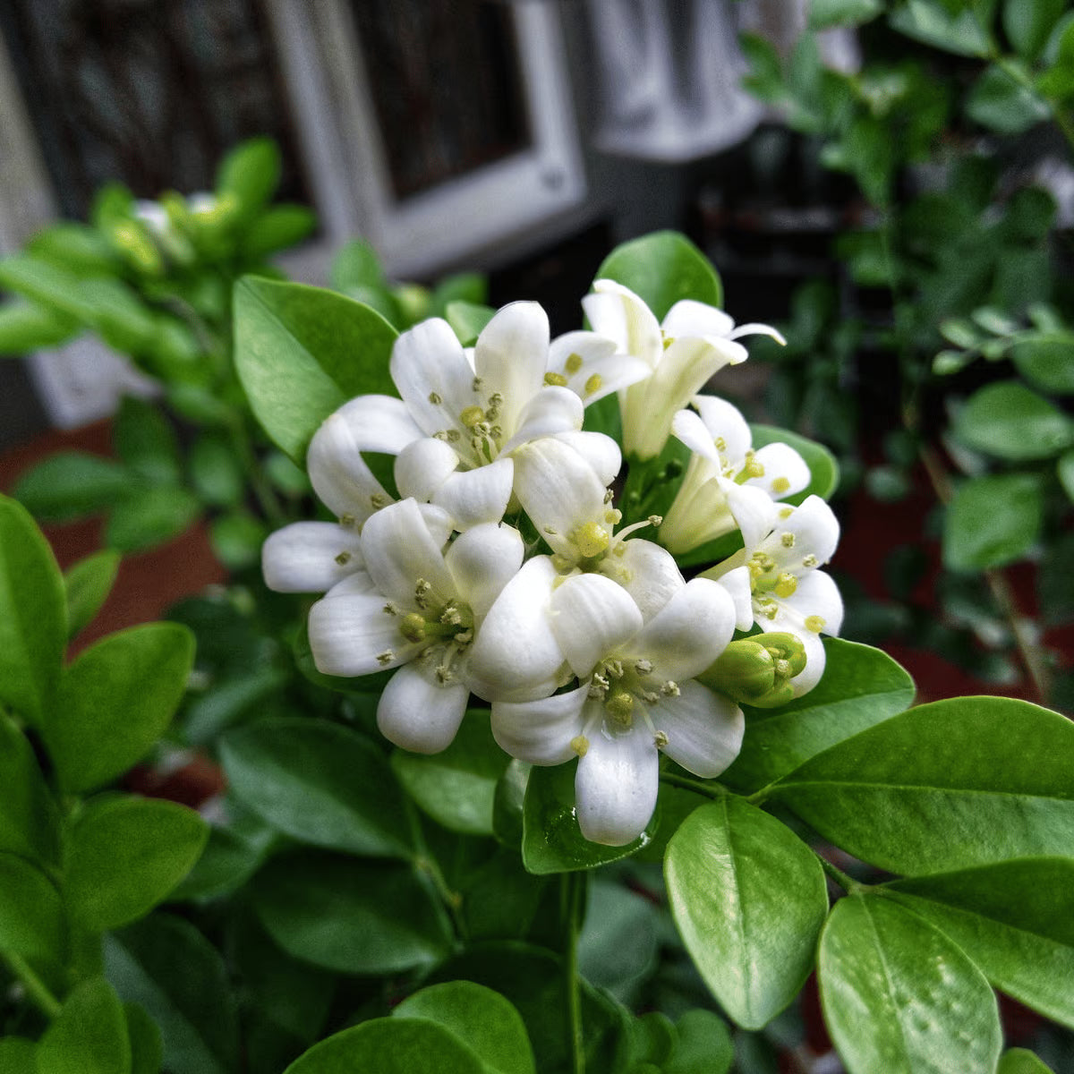 Murraya Paniculata Flower seeds for Planting, Hardy Variety Heirloom & GMO Free Seeds for Home Garden