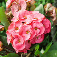 Pale Pink Euphorbia Milii Flower seeds for Planting Fragrant Blossoms Heirloom & GMO Free Seeds for Home Garden 
 
 Sale