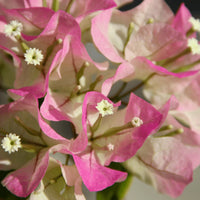 Climbing Bougainvillea Flower seeds for Planting - Low Maintenance, Heirloom & GMO Free Seeds for Home Garden