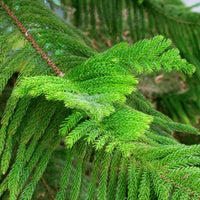 Araucaria Flower seeds for Planting Shade Tolerant Heirloom & GMO Free Seeds for Home Garden