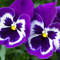 Purple White Pansy Flower seeds for Planting Wildflower Mix Heirloom & GMO Free Seeds for Home Garden 
 
 Sale