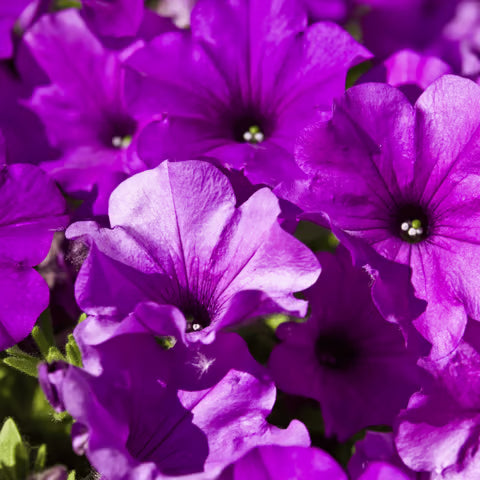 Violet Perennial Flower seeds for Planting - Perfect for Borders, Heirloom & GMO Free Seeds for Home Garden
